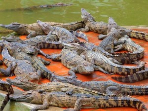Crocodile farm (crocodiles in Vietnam)
