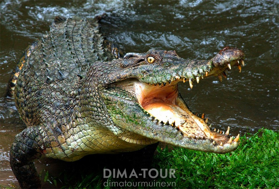 Crocodile farm (crocodiles in Vietnam)